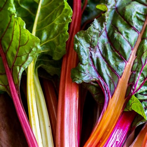 Swiss Chard - Rainbow – Stoner Seed Co.
