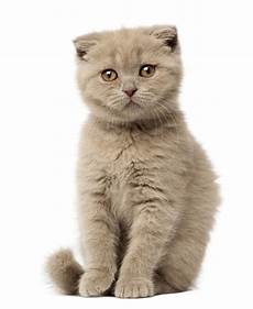 cat breed 16 most expensive cat breeds in the world insider monkey cat breed 16 most expensive cat breeds in the world insider monkey