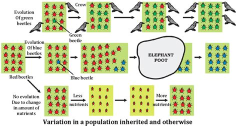 Understanding Evolution | Origin of Life, Genetic Variations, and ...