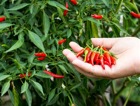 How To Improve Garden Soil in Winter