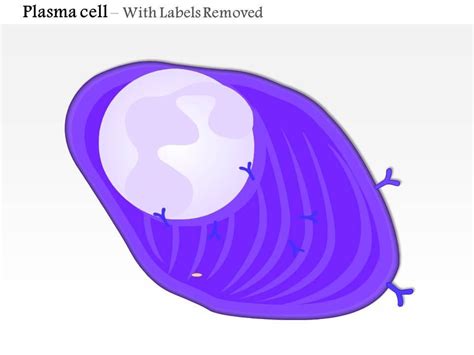 Plasma Cell Structure 的图像结果