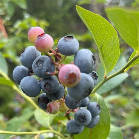 When To Avoid Blueberries