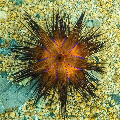 Discover the Fascinating World of Sea Urchins
