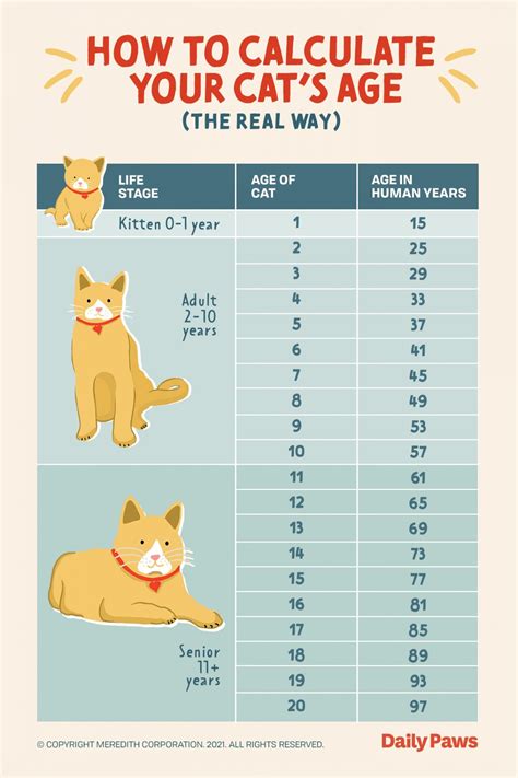 The Real Way to Calculate Your Cat’s Age in Human Years | Cat years ...