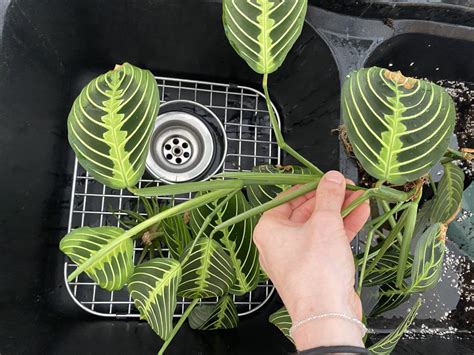 Lemon Lime Prayer Plant: How to Grow and Propagate Marantas in Water ...