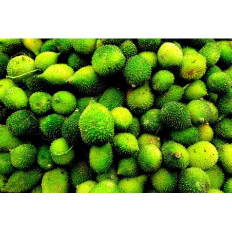 Buy aa Kakarakaya ( small bitter gourd) Online in Visakhapatnam at best ...