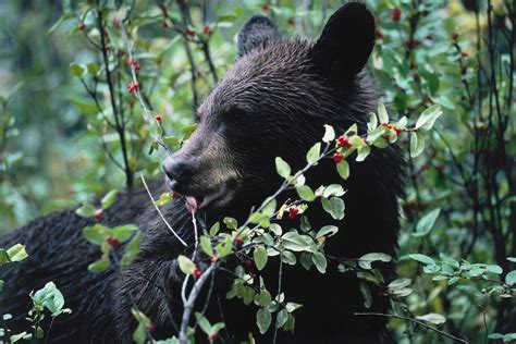 Black Bear Eating Berries
