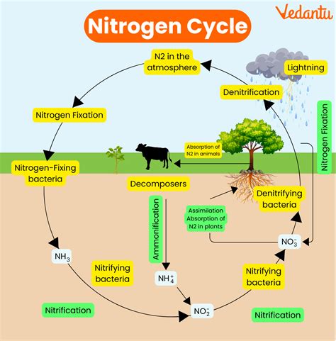 Nitrogen Cycle: Steps, Diagram and Importance Explained