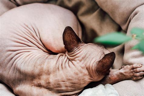 Alien Cat Cartoon 的图像结果