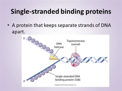 Single-Stranded Binding Protein 的图像结果