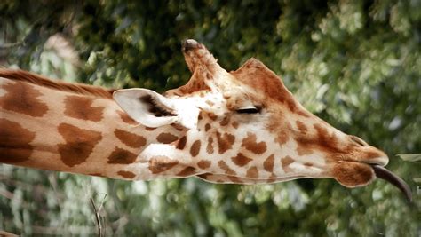 Giraffe, fascinating facts and photos