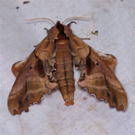 Blinded Sphinx Moth (Paonias excaecata) - Insects of Iowa