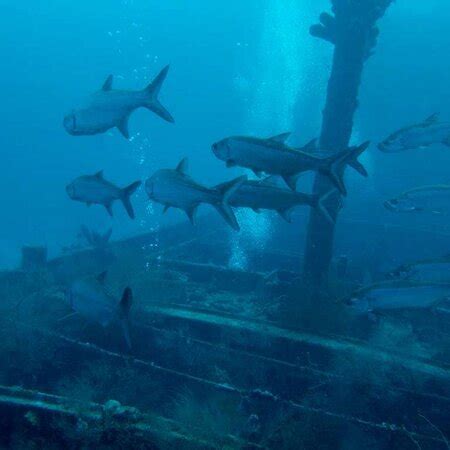 Dushi Diving (Willemstad) - 2022 What to Know Before You Go (with ...