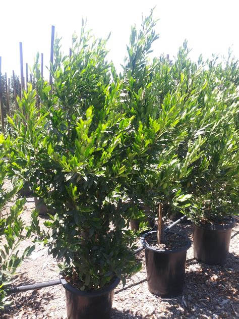 Buy Prunus caroliniana 'Bright 'n Tight' ('Compacta') (COLUMN)