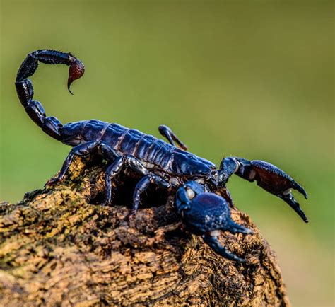 Scorpion: Spiritual Meaning - Awakening State