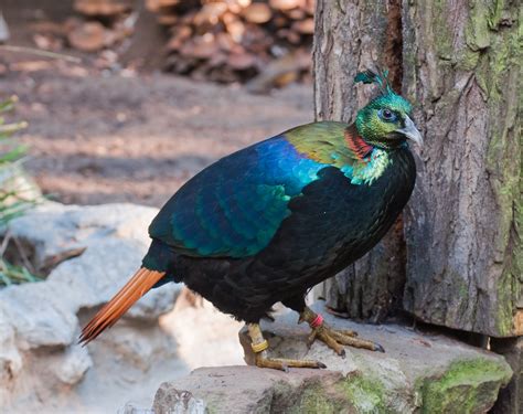 Free Images : nature, wildlife, zoo, beak, asia, colorful, fauna ...