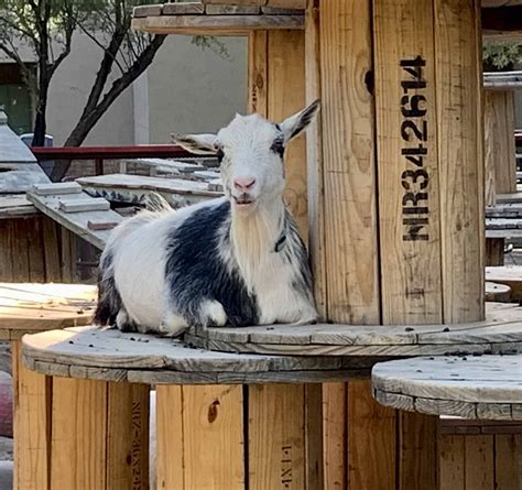 Goat Playground Ideas ~ Easy Ways to Keep Goats Engaged - Rural Living ...