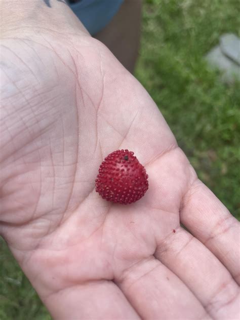 Found these on our farm in Georgia, are these strawberries?? Or random wild berries : r ...