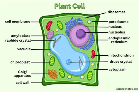 Nature Science Cell 的图像结果