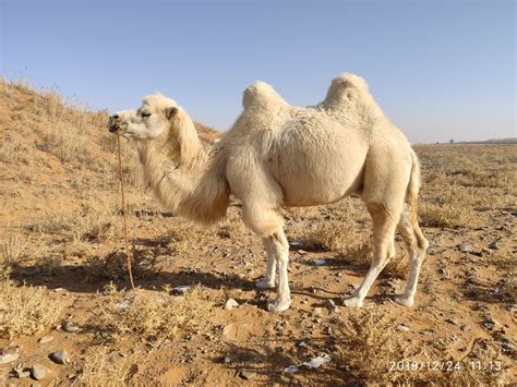 6月22日是世界骆驼日，如何传承禽畜遗传资源与骆驼文化？- 中国生物多样性保护与绿色发展基金会