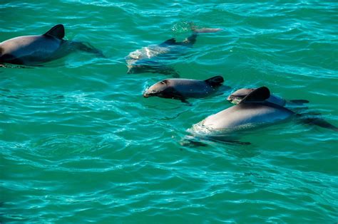 New Zealand broadcaster scolded over dolphin mating scene