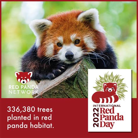 Red Panda Competition Two Endangered Red Pandas Born At Paignton Zoo