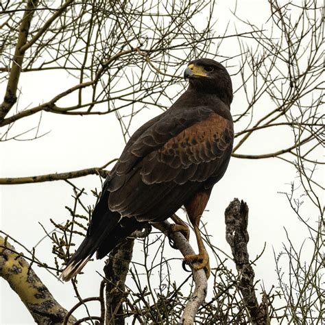 Hawks In Arizona Desert Harris's Hawk (Parabuteo Unicinctus)