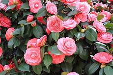 come coltivare fiori come coltivare le camelie non sprecare come coltivare fiori come coltivare le camelie non sprecare