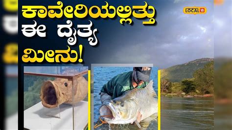 Humpback Mahseer: ಕಾವೇರಿ ನದಿಯಲ್ಲಿತ್ತು ಒಂದು ಕಾಲದಲ್ಲಿ ಈ ದೈತ್ಯ ಮೀನು ...