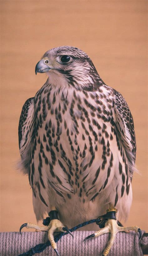 Falcon Cove Middle School Photos, Download The BEST Free Falcon Cove ...