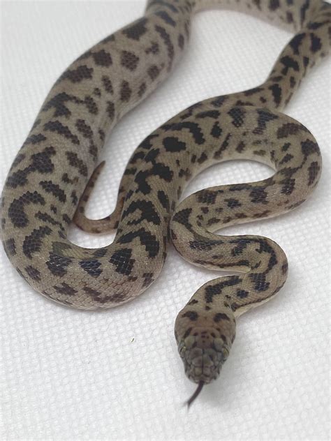 Image result for Keeping Spotted Python's