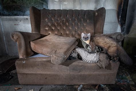 Camera Traps 的图像结果