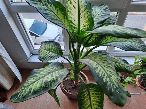 Large Leaf House Plants