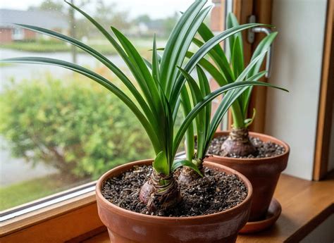 How to Get Amaryllis to Rebloom Every Year | Leafy Zen