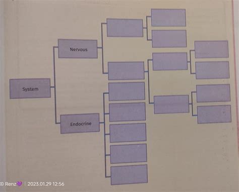 Complete the concept map by writing the different parts of the nervous ...
