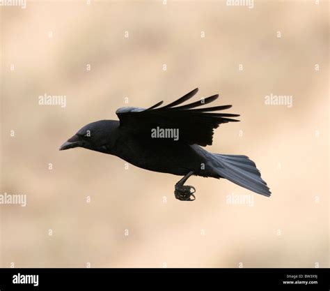 Crow in flight black hi-res stock photography and images - Alamy