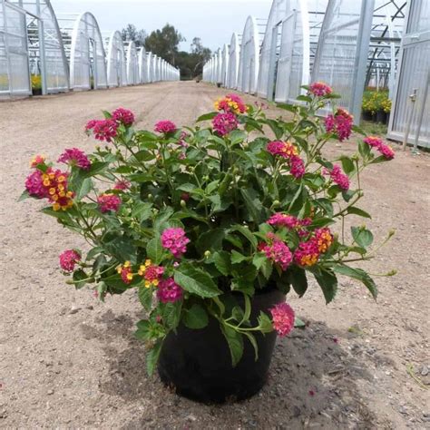 Is The Lantana Plant Poisonous Or Toxic? The Answer!