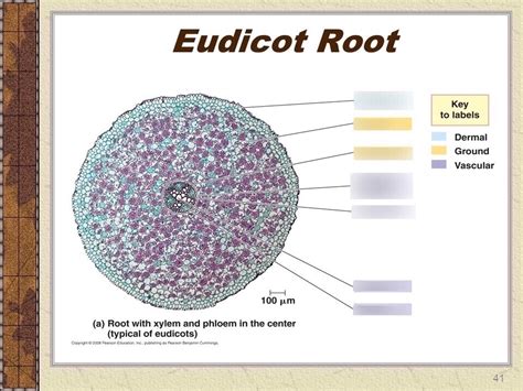 Eudicot root Diagram | Quizlet