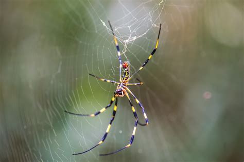 Giant, 'flying' Joro spiders spreading on the East Coast this summer ...