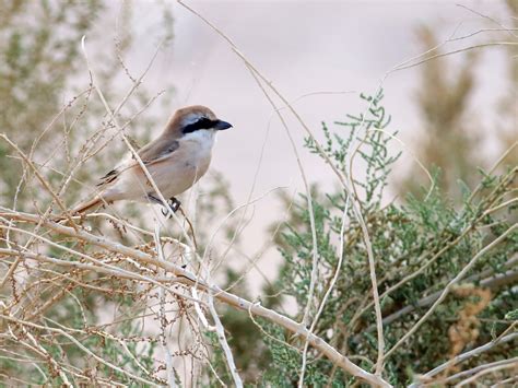 Red-tailed Shrike - eBird