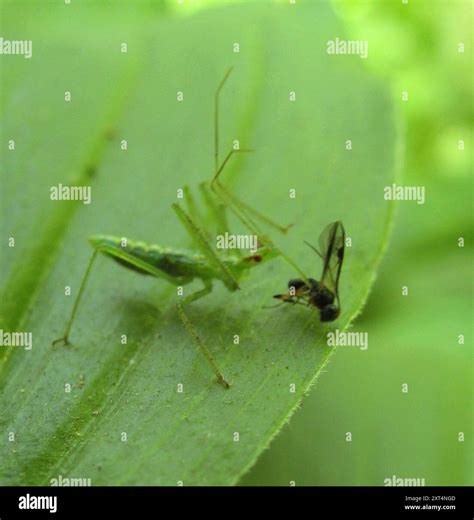 Pale Green Assassin Bug (Zelus luridus) Insecta Stock Photo - Alamy