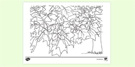 Tulip Tree Colouring Page | Colouring Sheets (teacher made)
