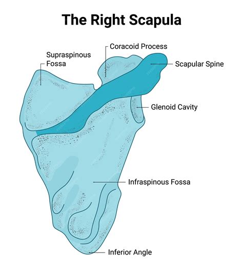 Premium Vector | The right scapula supraspinous fossa coracoid process scapular spine ...