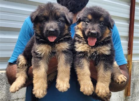 German Shepherd Price In Pune – Dog Breeder Ahmedabad
