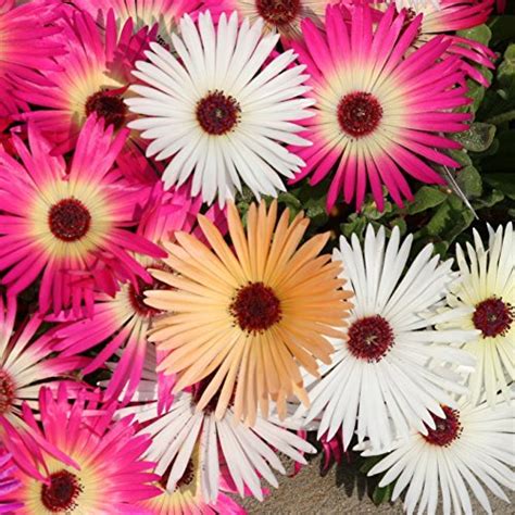 Creative Farmer Flower Seeds Burf-Heavens Mixed Flower Seeds For Home ...