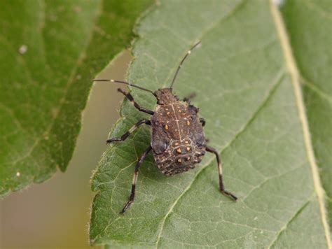 What Attracts Stink.bugs at Terry Camacho blog
