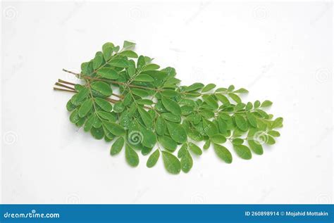 Is Moringa Edible at Lindy Rossi blog