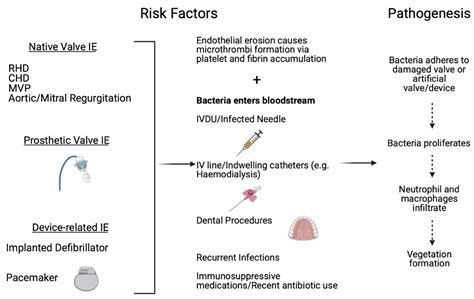 Acute Ischaemic Stroke in Infective Endocarditis: Pathophysiology and ...