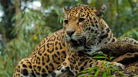 Wallpaper Jaguar, predator, wildlife 2880x1800 Picture, Image