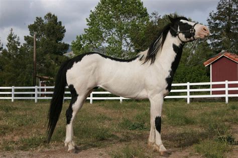 Download Black And White Horse American Paint Breed Picture ...